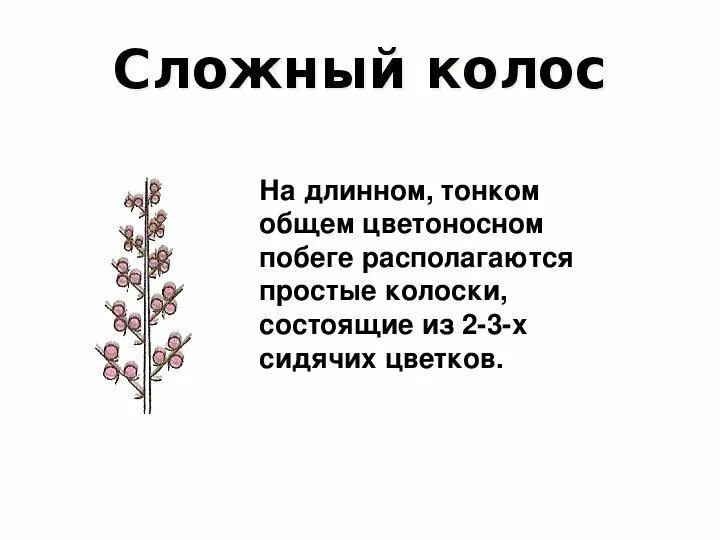 Сложный колос описание. Характеристика соцветия сложный колос. Цветы с соцветием сложный колос. Сложный колос описание. Сложный колос.