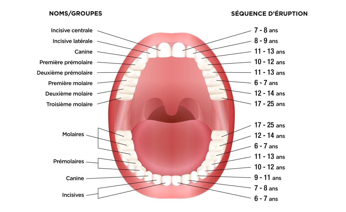 Зуб 1 8. Зубы у детей порядок прорезывания молочных зубов. Зубы у детей порядок прорезывания коренных зубов. Порядок роста постоянных зубов у детей схема. Зубы схема прорезывания коренных зубов.