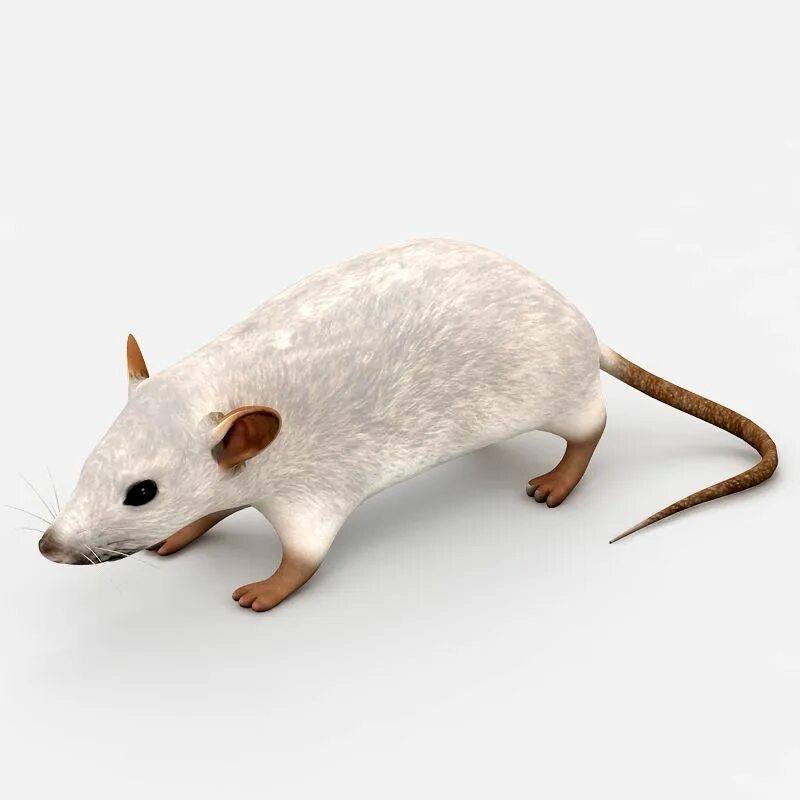 Мышка 3ds Max. Мышь модель. Мышь 3д модель. Макет мыши.