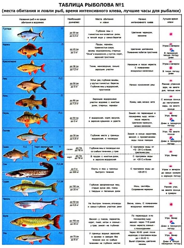 Какая должна быть рыба. Виды рыб. Таблица рыбака. Таблица для рыбаков. Таблица нереста рыбы.