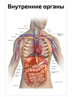 Внутренние органы человека анатомический медицинский плакат иньян05 135567351 ку