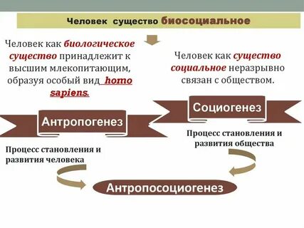 Почему человек является биосоциальным