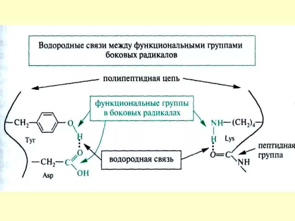 Водородные связи между пептидными группами. Водородная связь и пептидная связь. Вторичная структура структура белка. Водородные связи между пептидными группами. Структура белка пептидная цепь.