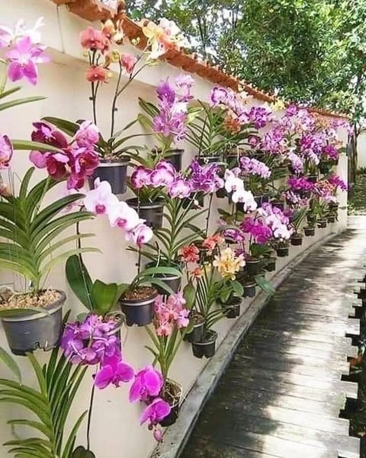 Орхидея гарден. Нью-йоркский ботанический сад. Orchid garden. Садовая орхидея. Ботанический сад (singapore botanic gardens).