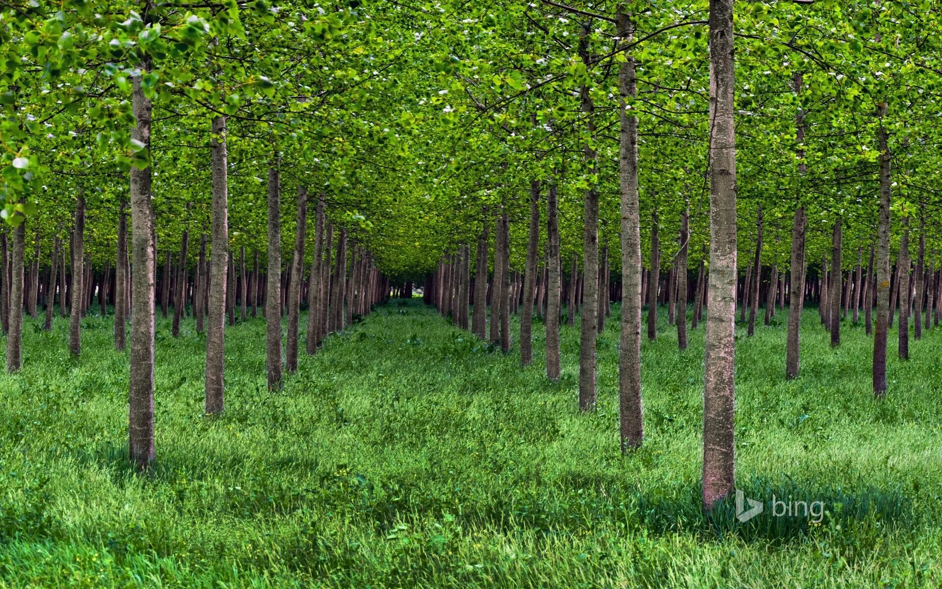 Tree array