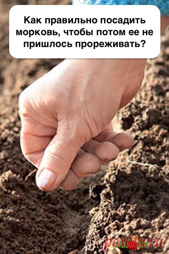 Когда сажают морковь и лук под зиму. Когда сажают морковь и лук под зиму