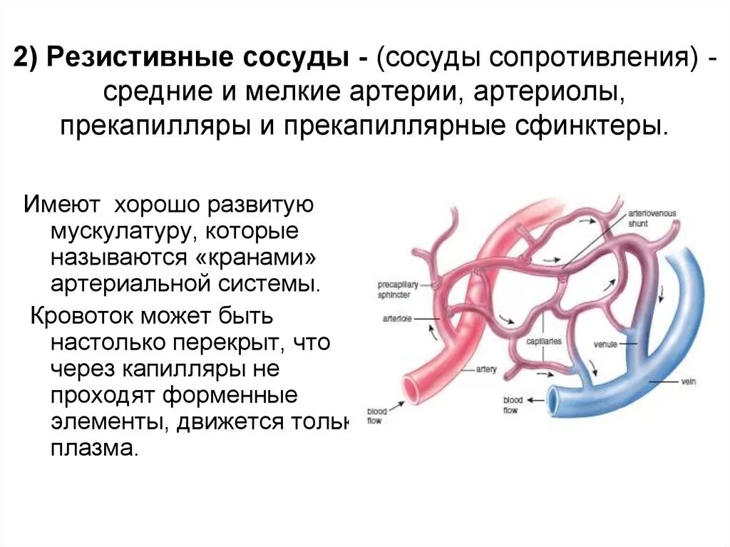 Индекс резистентности артерий. Функции резистивных сосудов физиология. Резистивные сосуды (сосуды сопротивления). Сосуды сфинктеры (резистивные). Функция типов артерий.