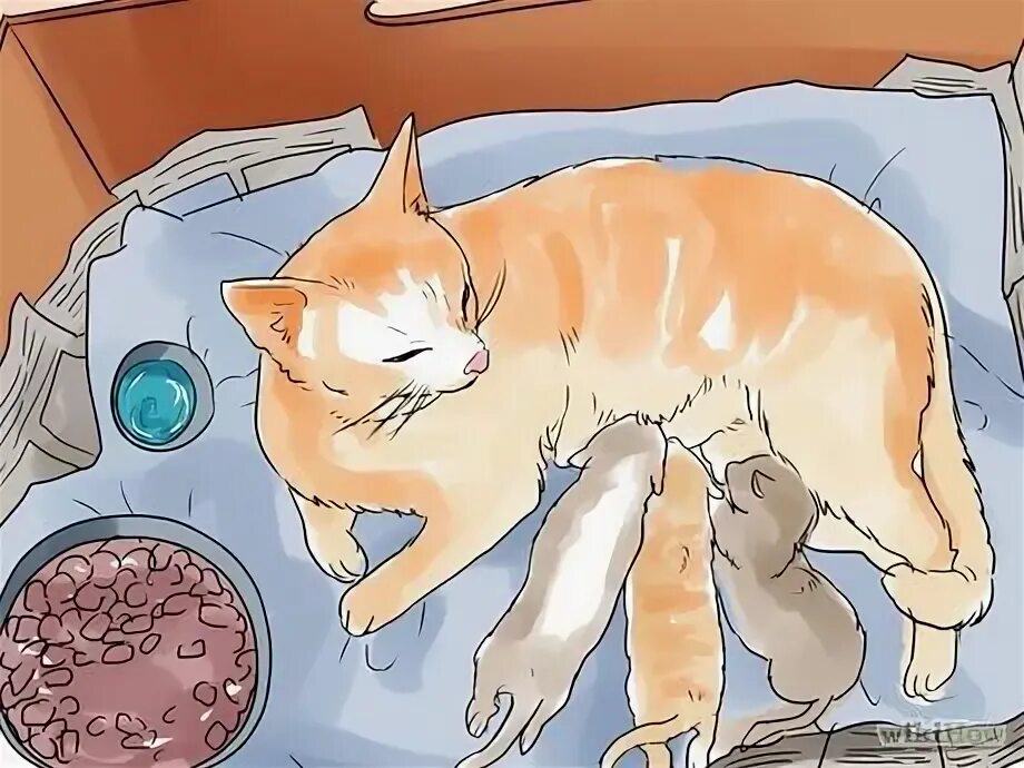 My cat is give. My cat is give
