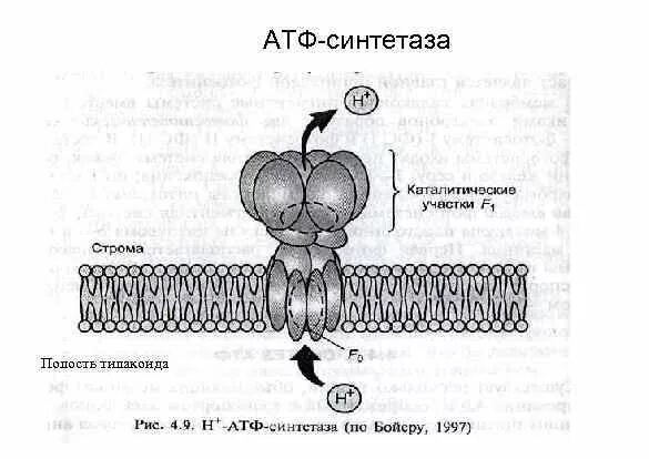 Схема строения АТФ синтазы. Строение протонной АТФ синтетазы. Строение протонной АТФ синтетазы схема. АТФ синтетаза функции.