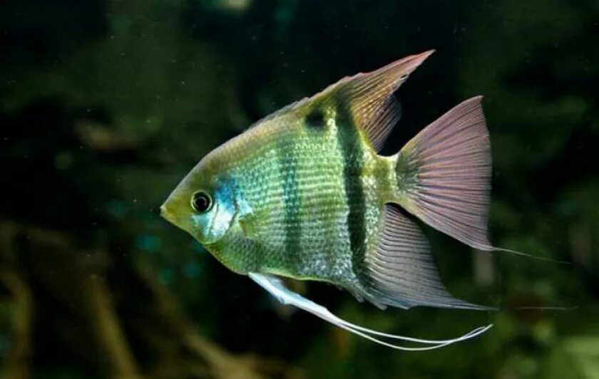 влияние аквариума на человека. в первом аквариуме а рыбок. в первом аквариуме а рыбок. как рассчитать количество рыб на аквариум. в первом аквариуме а рыбок.