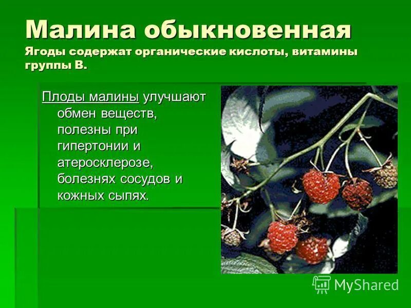 Фрукты с наибольшим содержанием пектина. Ягоды содержат. Ягоды содержат. Опасные ягоды. Какие витамины содержатся в лесных ягодах.
