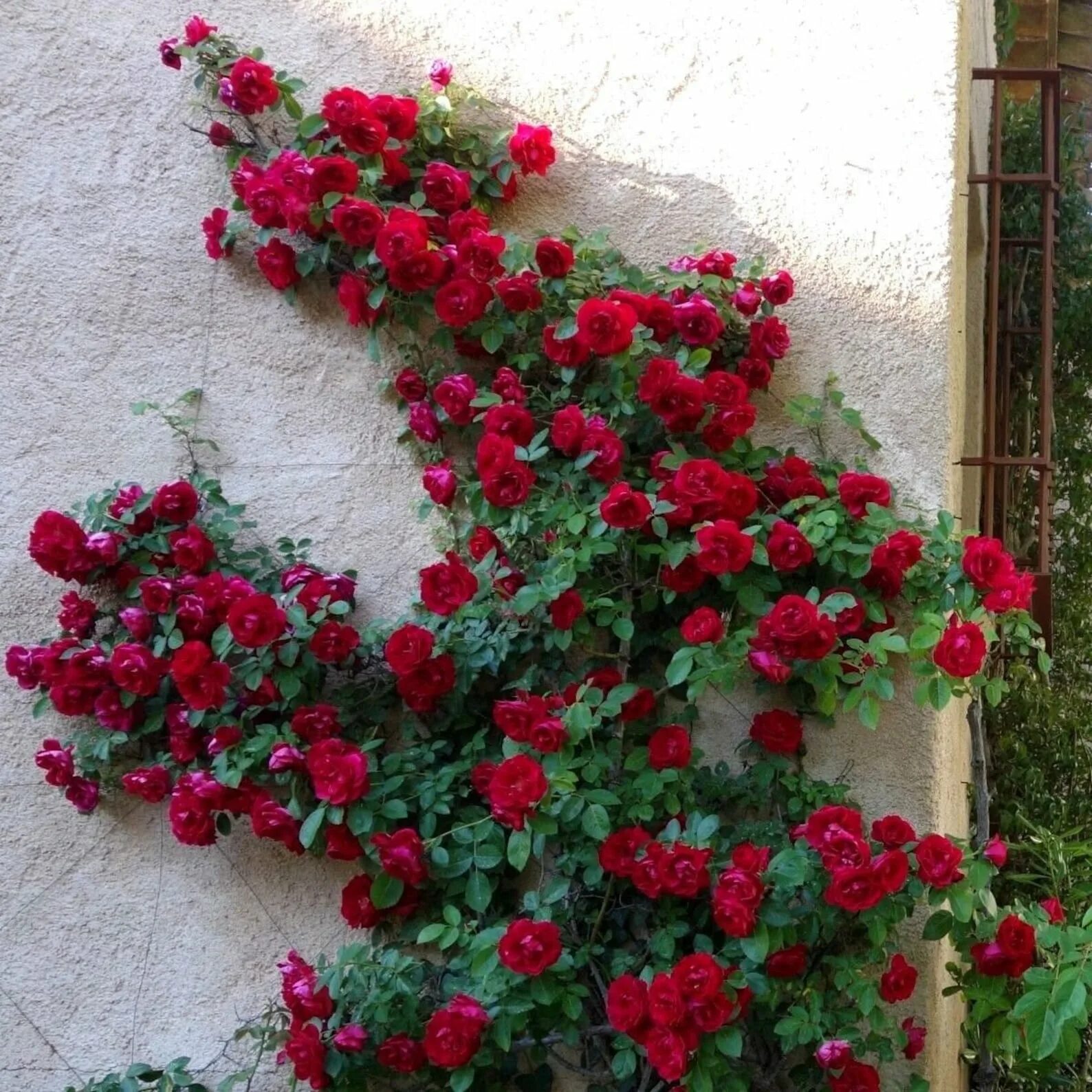 Плетистые розы Розанна.