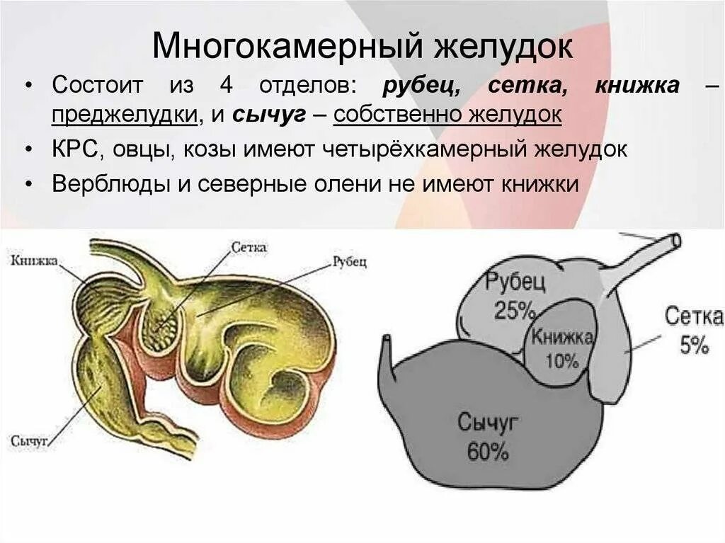 У кого из млекопитающих нет желудка. Строение многокамерного желудка КРС. Строение многокамерного желудка жвачных. Многокамерный желудок строение анатомия животных. Строение желудка жвачных животных схема.