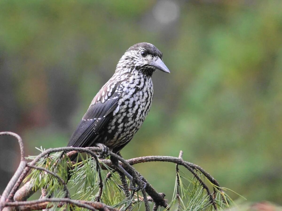 Сибирская кедровка. Европейская кедровка. кедровка ореховка. рябая кедровка. тонкоклювая кедровка.