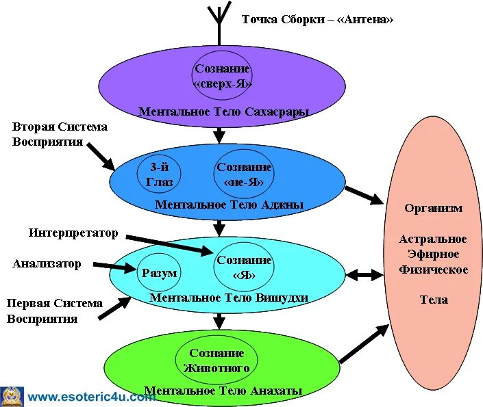 Ментальное восприятие. Энергетический кокон точка сборки. Точка сборки сознания. Точка сборки человека. Положение точки сборки.