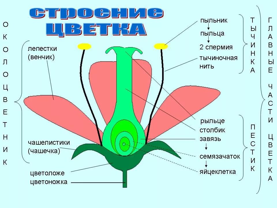 Биология рисунки и схемы