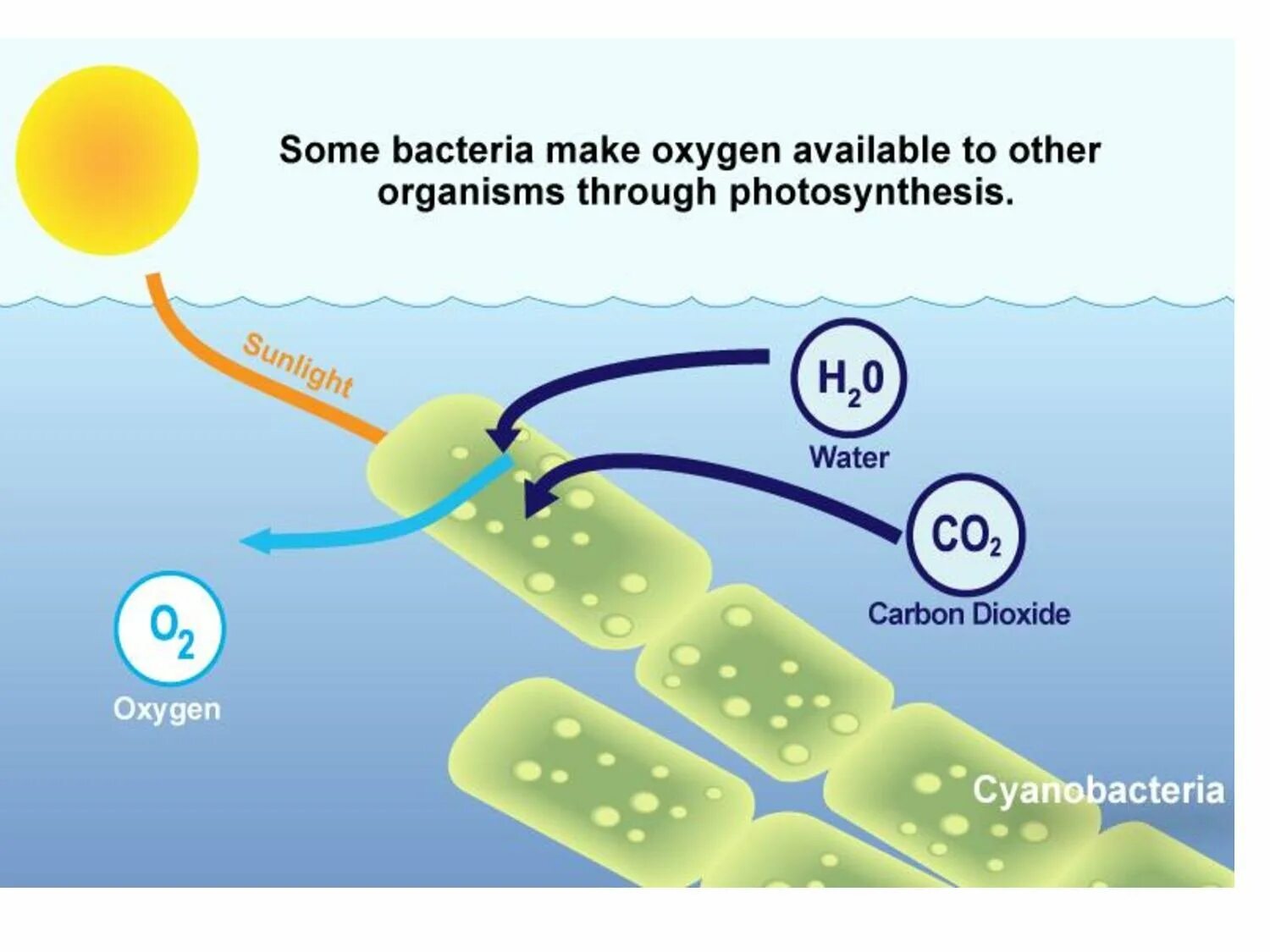 Водоросли выделяют кислород. Фотосинтез цианобактерий схема. Процесс фотосинтеза у цианобактерий. Цианобактерии в процессе фотосинтеза. Схемы и фотосинтезирующие бактерии это.