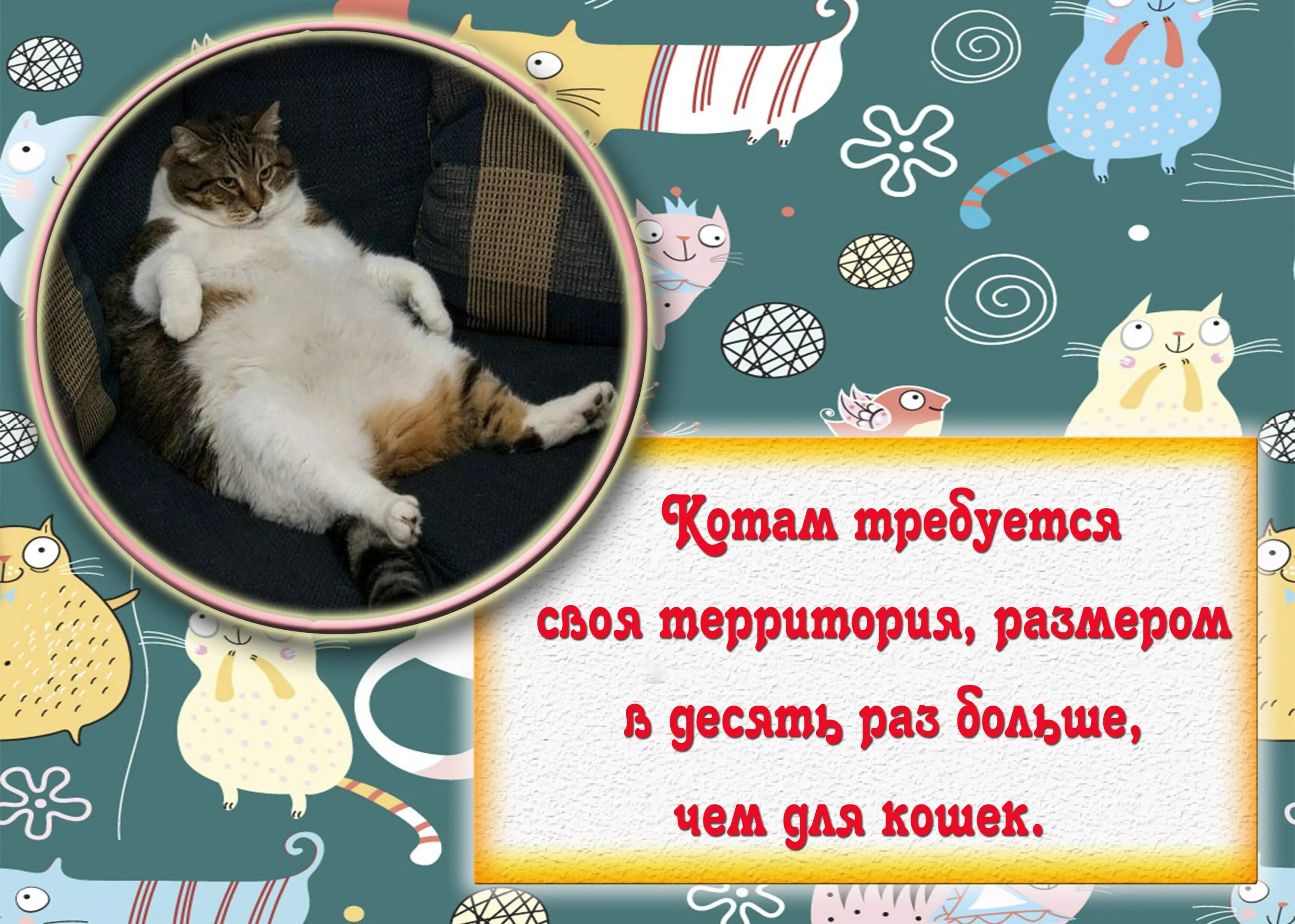 Коте информация