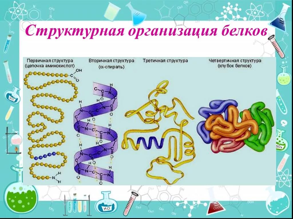 Первичный и вторичный уровни организации белковой молекулы. Структурная организация белков. Первичная вторичная и третичная структура белков. Уровни структурной организации белков. В организации белковых