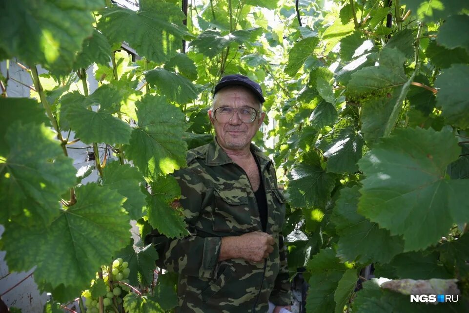 Виноградарь 2. Виноградарь. циравас аграа виноград.