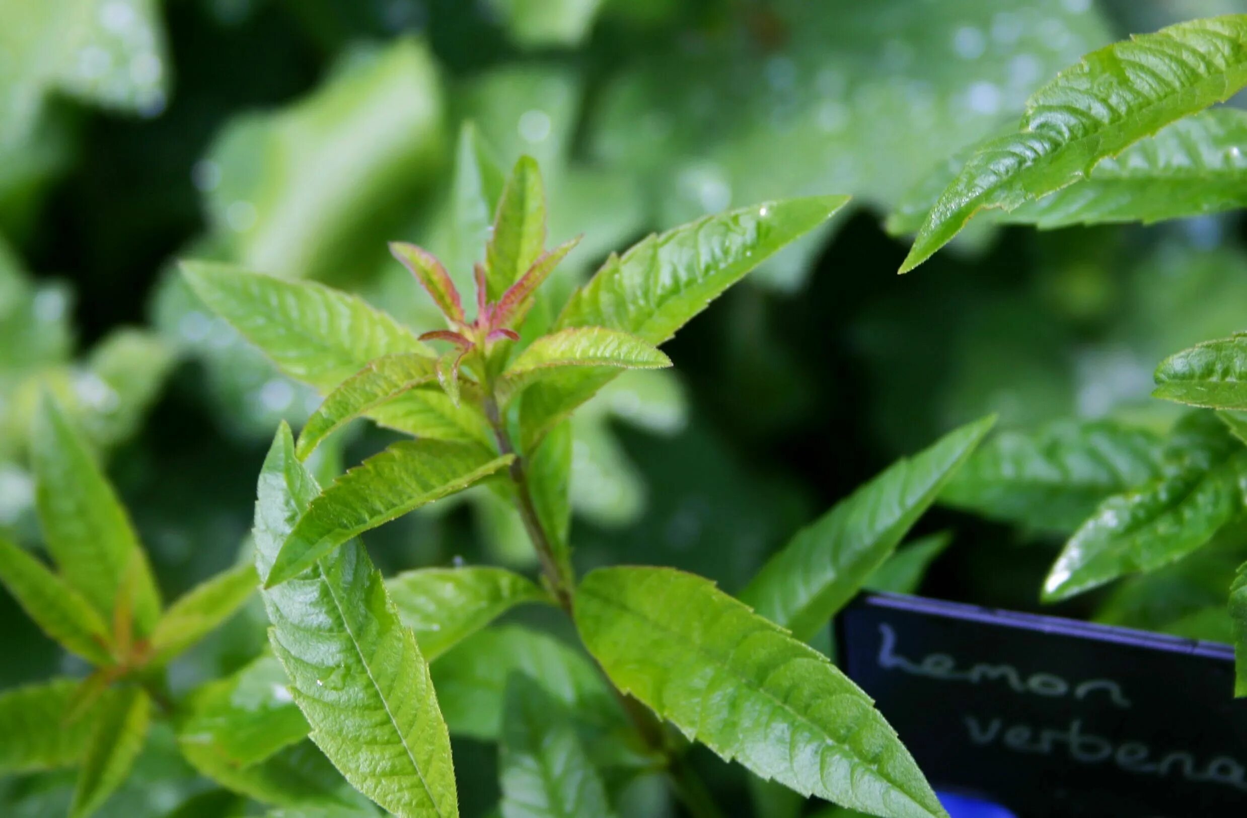 Лимон вербена. Lemon Verbena. Lippia citriodora. Липпия лимонная. Lemon Verbena Seeds.