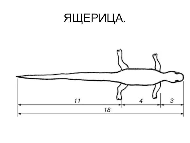 Симметрия тела ящерицы. Тело ящерицы золотое сечение. Ящерица пропорции. Золотая пропорция ящерица. Чертеж ящерка.
