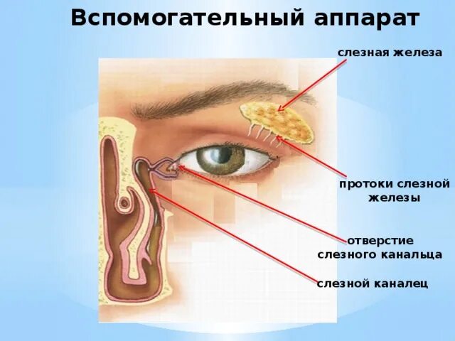 К каким железам относится слезная железа