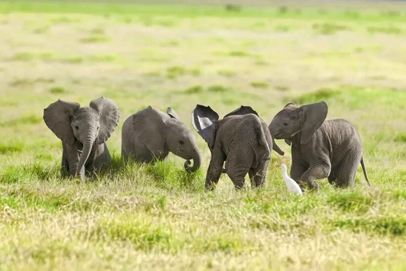 Слоненок. Match 8 interesting wildlife. Коала в австралии. Антилопа. Слоны на водопое.