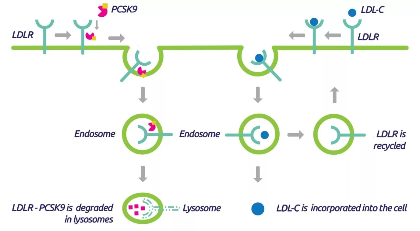 Ген LDLR. Pcsk9 препараты. Pcsk9 биохимия. Ингибиторы pcsk9