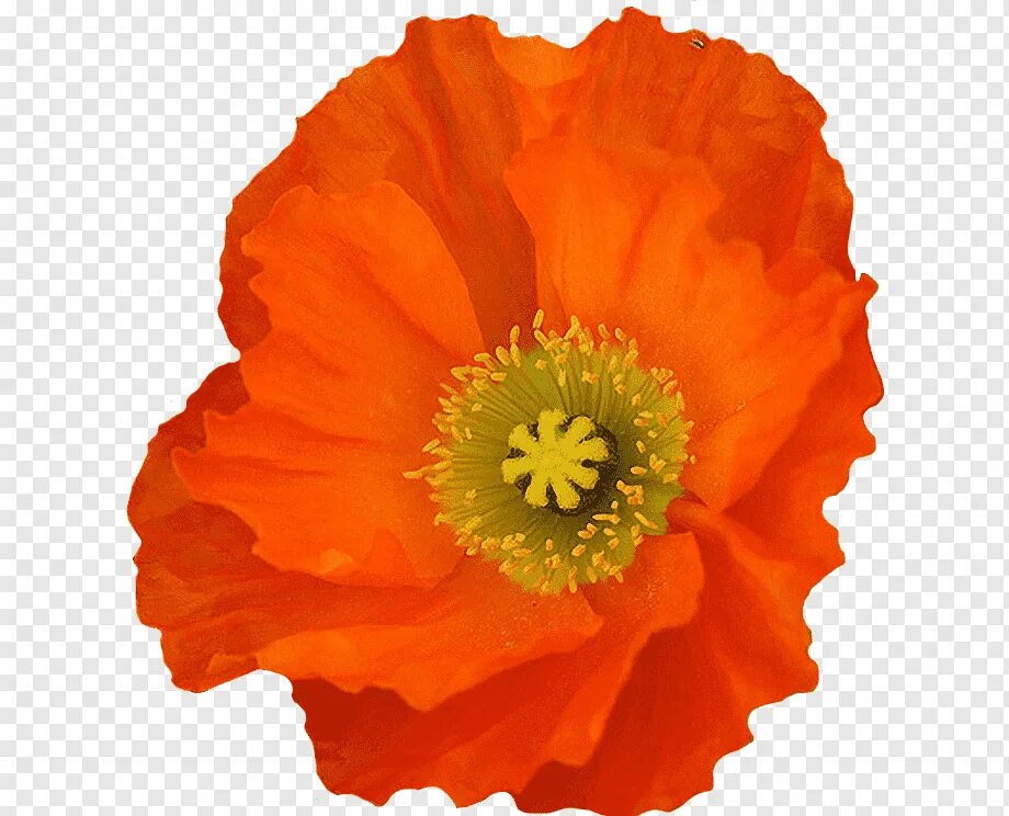 Poppies png. Маки на прозрачном фоне. Мак на прозрачном фоне. Оранжевый цветок стикер. Мак на белом фоне.