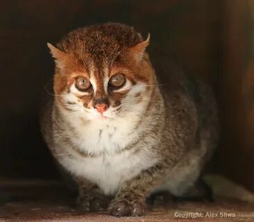 Трансильванская кошка