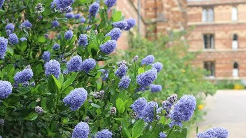 English blue