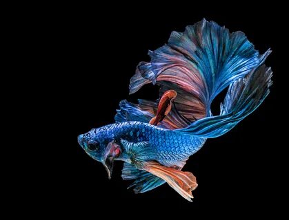 Apple fish