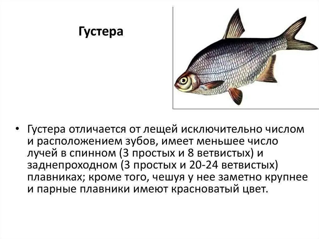 Отличие леща от густеры. Густера и подлещик отличия. лещ подлещик густера отличия. густера подлещик лещ. рыба белоглазка отличие от густеры.