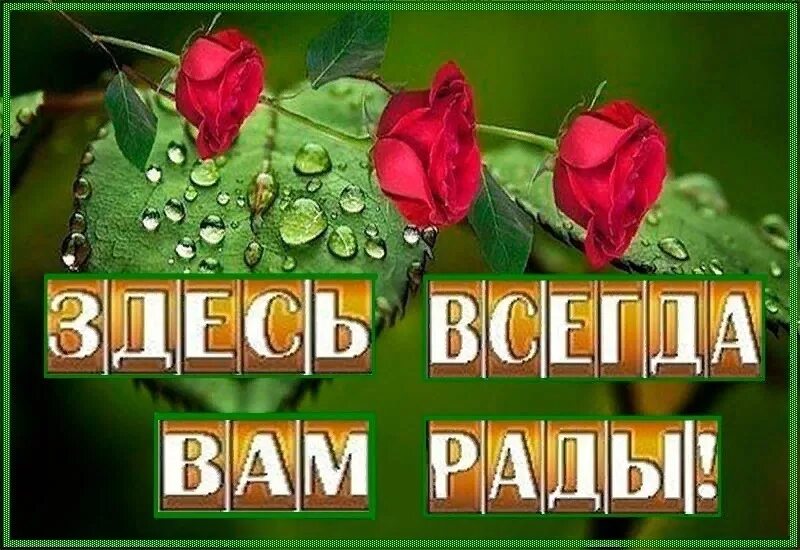 Почему рада не будет рада. Здесь вам всегда рады. Мы всегда вам рады. Спасибо всегда вам рада. Добро пожаловать всегда рады.