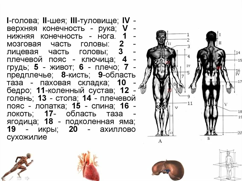 Конечности тела человека. Туловища конечностей человека. Анатомия человека нижняя часть туловища. Тело человека анатомия конечности.