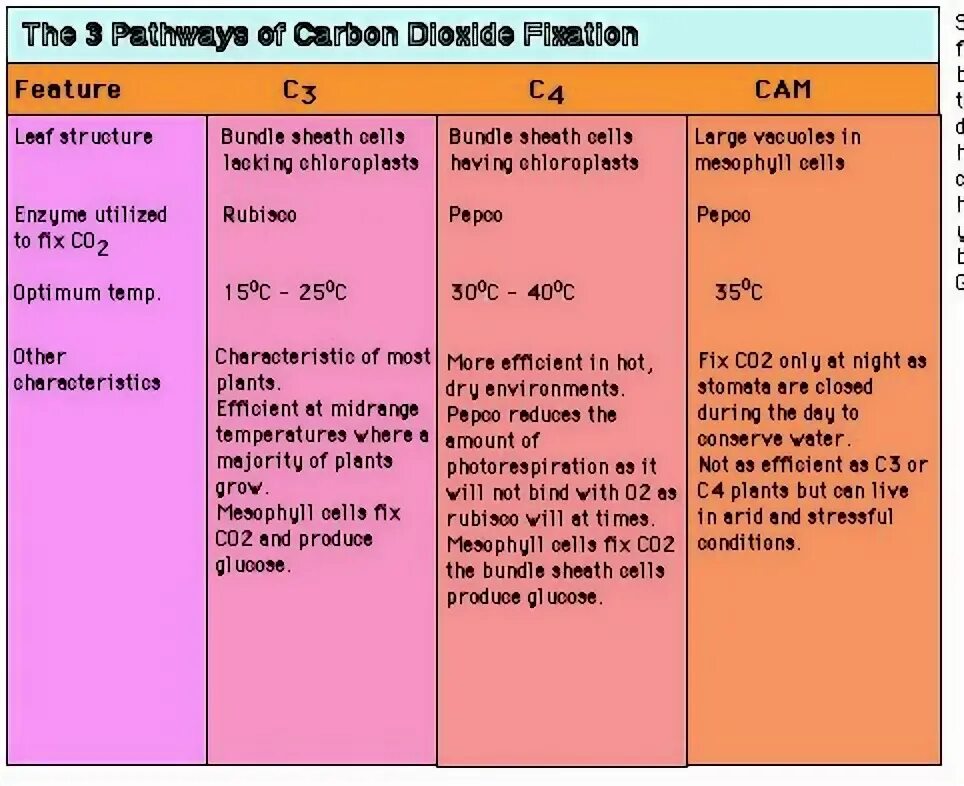 Past levels. Photosynthesis c4 and c3 Plants and cam. C3 c4 cam Plants. C4 c3 cam сравнение таблица.