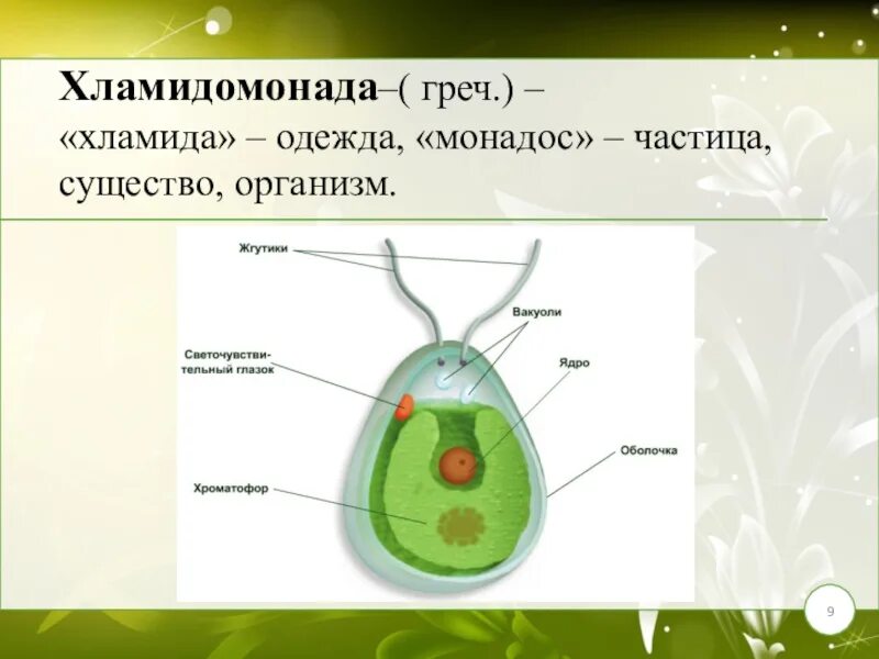 Одноклеточные водоросли биология. Одноклеточная водоросль хламидомонада. Хламида Монада строение. Строение одноклеточных водорослей. Строение клетки хламида Монада.