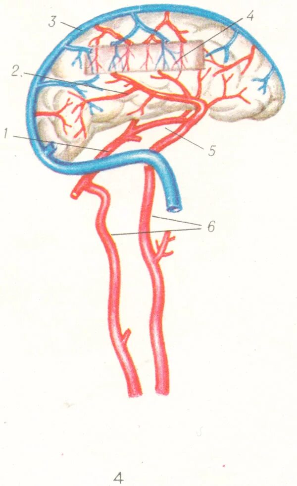 Поступление крови в мозг. Кровеносная система головного мозга человека схема. Схема кровоснабжения артерий головного мозга. Кровоснабжение коры головного мозга. Кровоснабжение мозга вены.