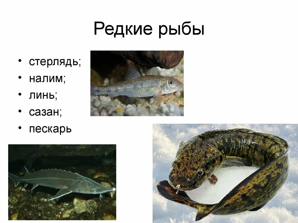 Какие животные обитают в дону