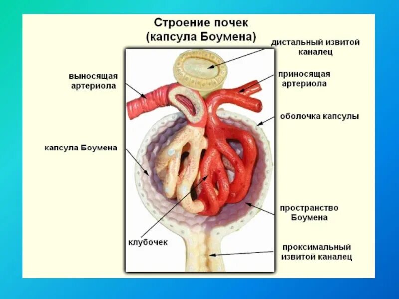 Капсула почки строение. Почка капсула шумлянского. строение почки капсула шумлянского. почки капсула шумлянского боумена. капсула боумена-шумлянского функции.