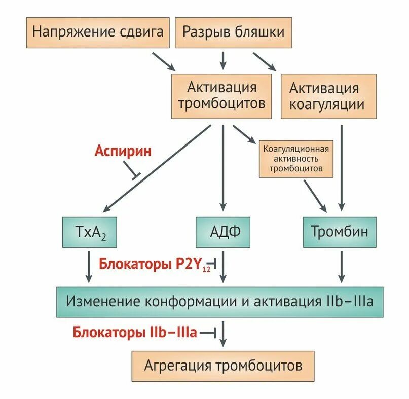Адф тромбоцитов. Блокаторы адф рецепторов тромбоцитов. блокаторы iib/iiia рецепторов тромбоцитов. блокаторы p2y12 рецепторов препараты. ингибитор р2y12-рецепторов тромбоцитов препараты.