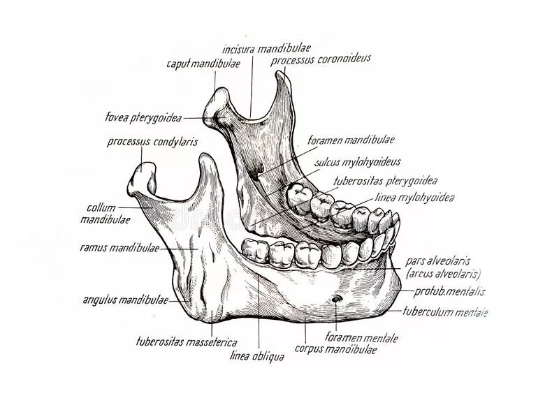 Челюстно-подъязычная линия нижней челюсти латынь. Angulus mandibulae. Нижняя челюсть на латинском. Spina mentalis нижней челюсти. Челюсть на английском