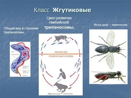 Жгутиковые жизненный цикл