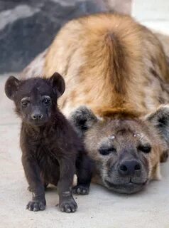 Scary animals