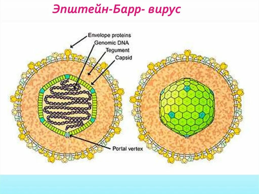 Строение вируса Эпштейна-Барр. Строене вируса эпштенйна брар. Вирус Эпштейна-Барр антигенная структура. Антигены вируса Эпштейна-Барр EBV.