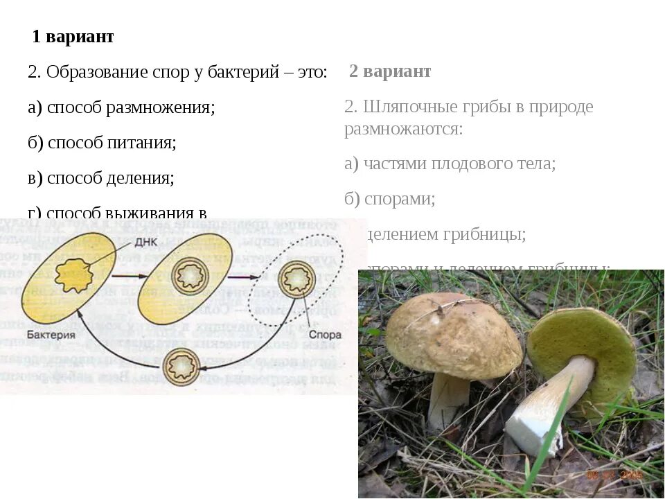 Грибы тест. Споры бактерий и грибов. Тест растения грибы бактерии. Движение грибов.