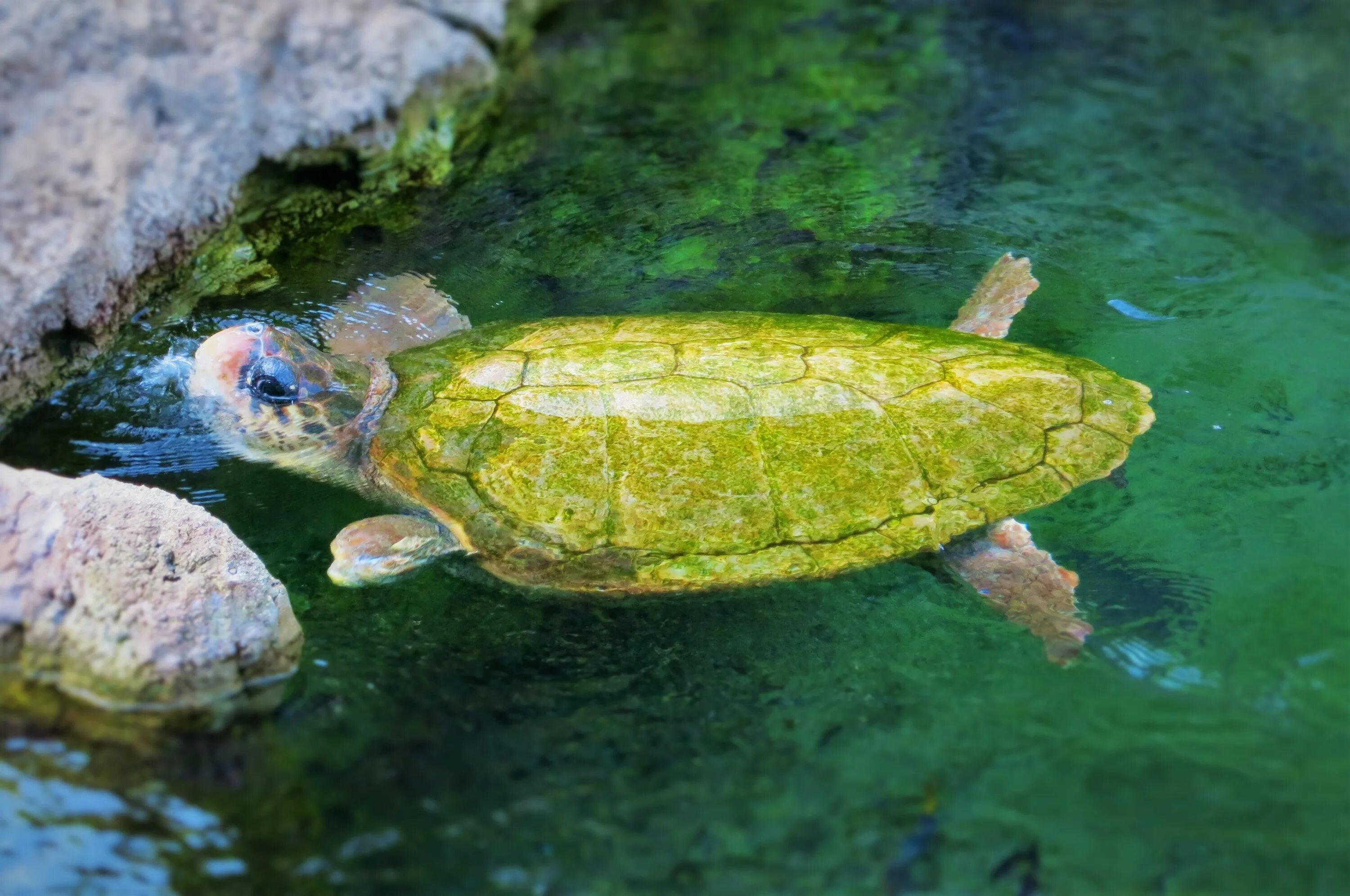 Черепаха водоплавающая. Водные черепахи. Водяная черепаха. Водные рептилии черепахи.