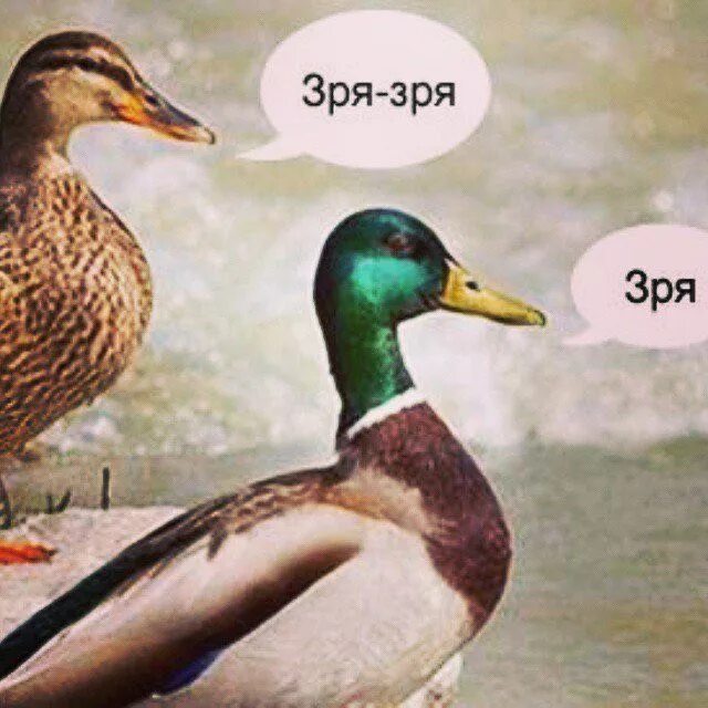 Что значит утка. Крыжень утка дикая. зря зря. зря зря зря утка. утки зря зря.