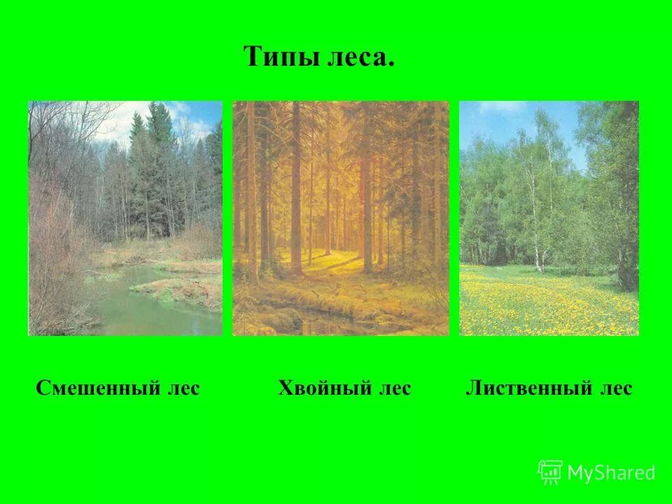 Какие виды лесов существуют. Виды леса. Типы лесов. Типы леса в России. Виды типов лесов.